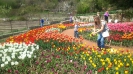 Парад тюльпанов Никитский  ботанический сад_17