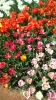 Парад тюльпанов Никитский  ботанический сад_23