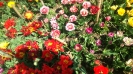 Парад тюльпанов Никитский  ботанический сад_35