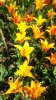 Парад тюльпанов Никитский  ботанический сад_37