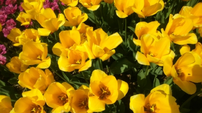 Парад тюльпанов Никитский  ботанический сад_44