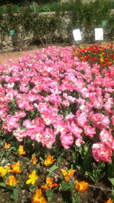 Парад тюльпанов Никитский  ботанический сад_11